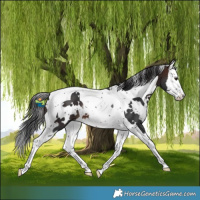 Horse Color:White Spotted Brown Splash Tobiano