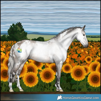 Horse Color:Gray White Spotted Silver Brown Dun 