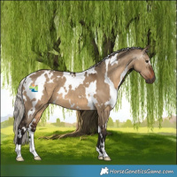 Horse Color:Gray White Spotted Silver Brown Dun