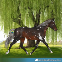 Horse Color:Gray White Spotted Silver Brown 