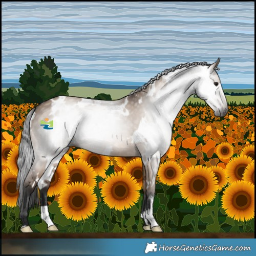 Horse Color:Gray White Spotted Brown Dun 