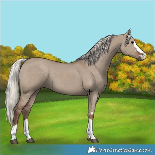 Horse Color:Silver Grullo 