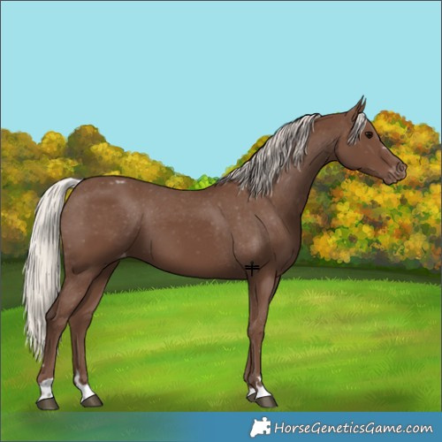 Horse Color:Silver Black Appaloosa 
