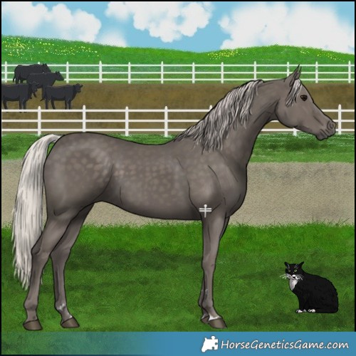 Horse Color:Silver Black 
