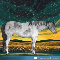 Horse Color:White Spotted Blue Roan Rabicano  and White Spotted Blue Roan Rabicano 