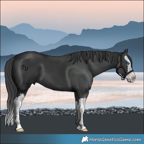 Horse Color:Black Splash 