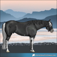 Horse Color:Black Splash