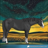 Horse Color:Black Splash 