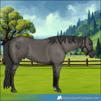 Horse Color:Grullo Sabino Rabicano 