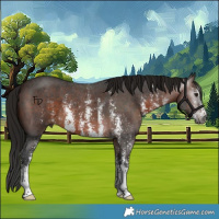 Horse Color:Gray Bay Sabino 