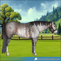 Horse Color:Gray Bay Sabino 