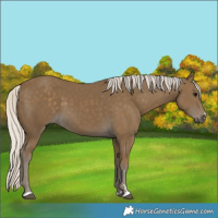 Horse Color:Silver Smoky Black 
