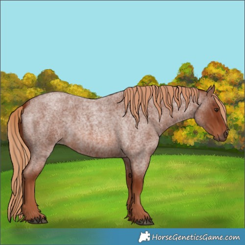 Horse Color:Red Roan