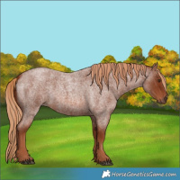 Horse Color:Red Roan 