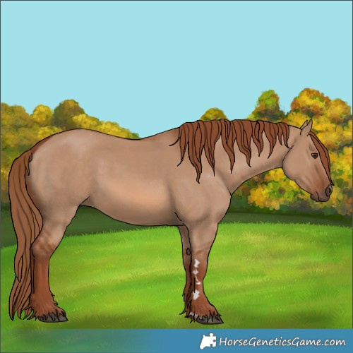 Horse Color:Red Dun