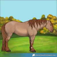 Horse Color:Red Dun 
