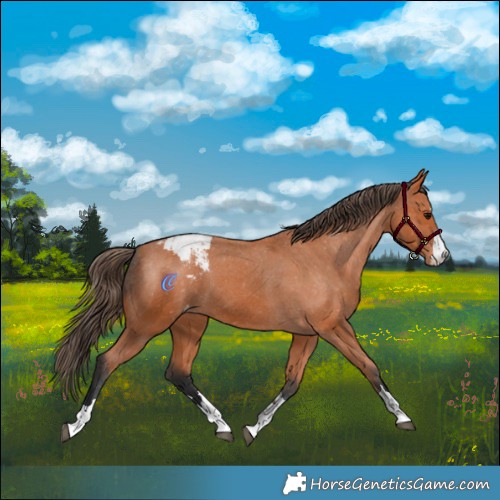 Horse Color:Bay Appaloosa 