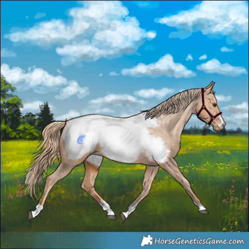 Horse Color:Chestnut Appaloosa 