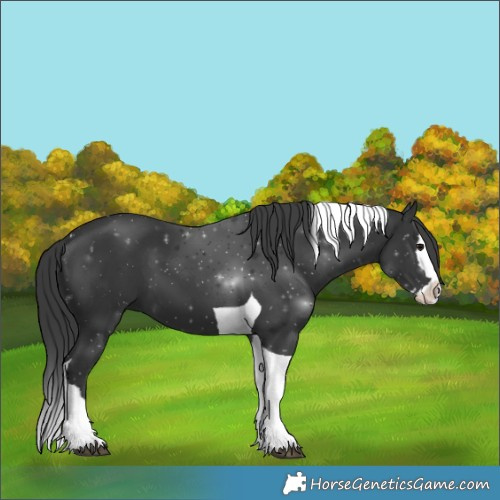 Horse Color:Black Splash Tobiano 