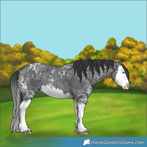 Horse Color:Black Ice Splash 