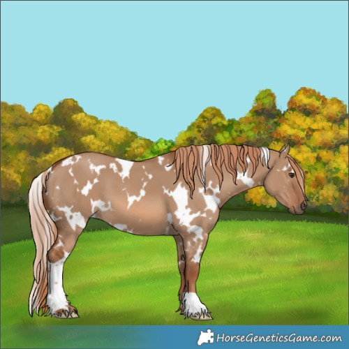 Horse Color:White Spotted Red Dun 