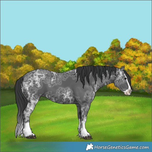 Horse Color:Black Ice Splash 