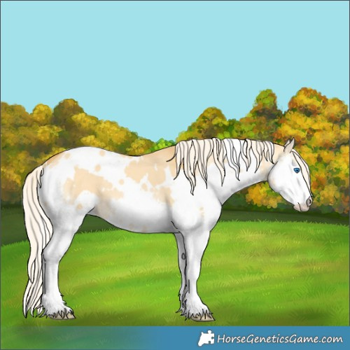Horse Color:White Spotted Palomino Dun Splash