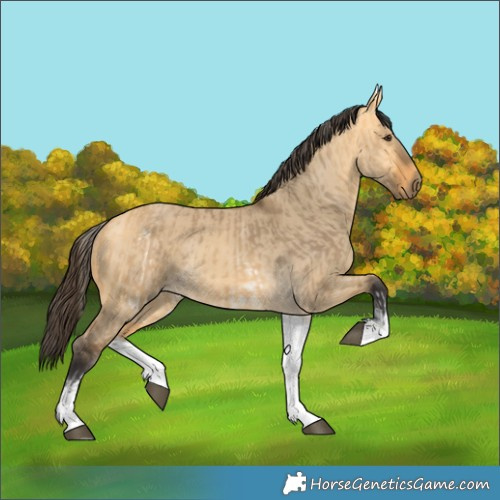Horse Color:White Spotted Buckskin Dun Rabicano  and White Spotted Buckskin Dun Rabicano 