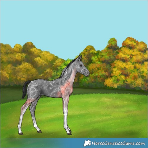 Horse Color:Black Ice Tobiano Rabicano 