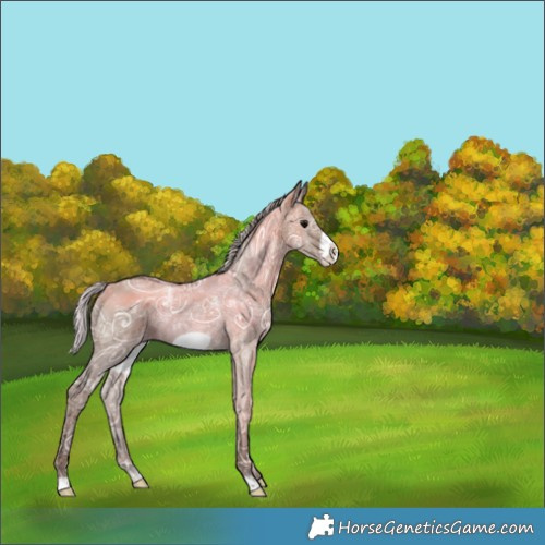Horse Color:Silver Grullo Ice Frame Rabicano 