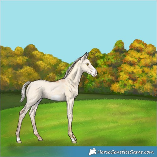 Horse Color:Silver Classic Champagne Ice Dun Frame Rabicano 