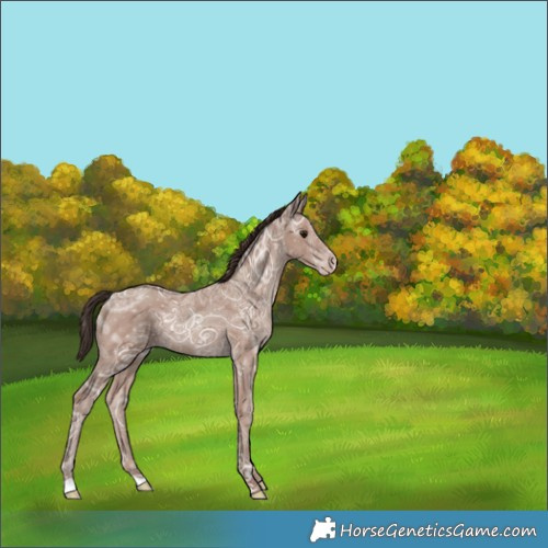 Horse Color:Classic Champagne Ice Rabicano 