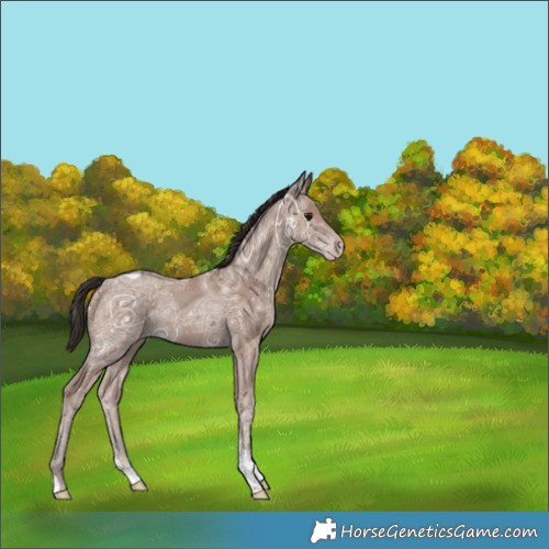 Horse Color:Classic Champagne Ice Tobiano Rabicano 