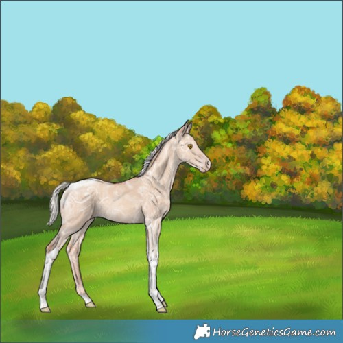 Horse Color:Silver Classic Champagne Ice Dun Tobiano Rabicano 