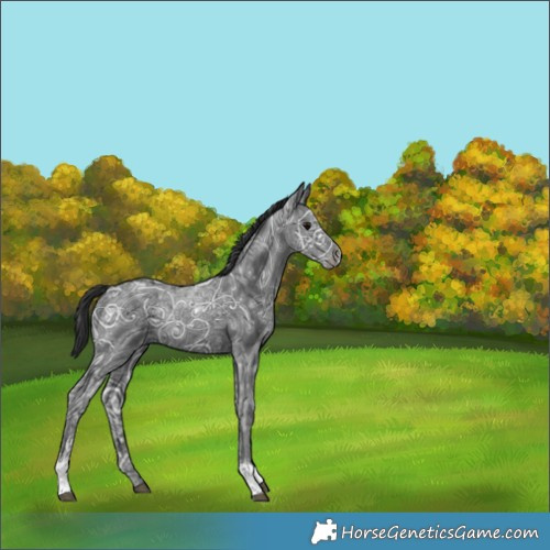 Horse Color:Black Ice Tobiano Rabicano 