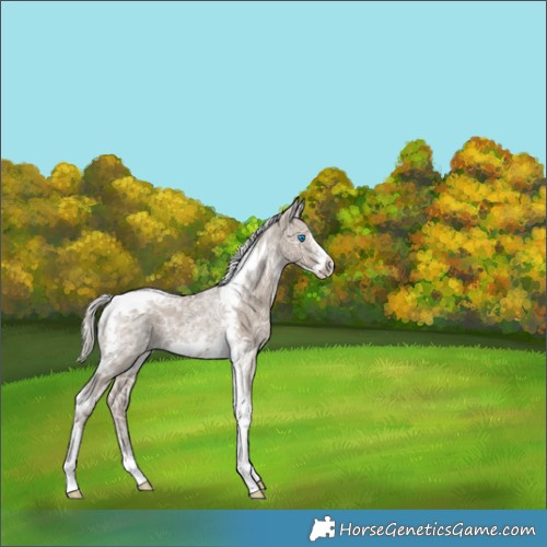 Horse Color:Silver Grullo Ice Tobiano Frame Rabicano