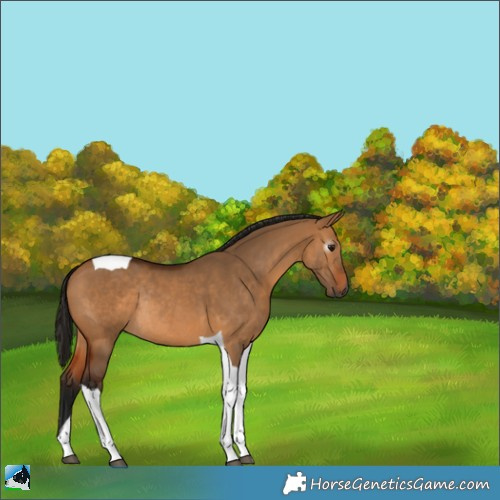 Horse Color:Gray Bay Dun Tobiano Rabicano