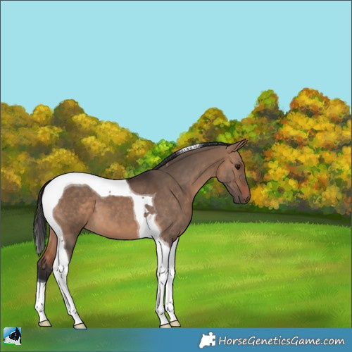 Horse Color:Bay Dun Tobiano 