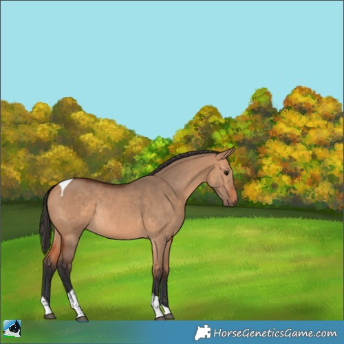 Horse Color:Bay Dun Tobiano Rabicano 