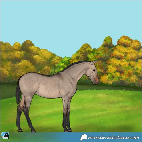 Horse Color:Bay Dun Rabicano 
