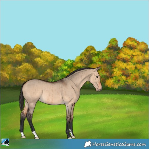 Horse Color:Bay Dun Brindle 