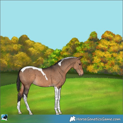 Horse Color:Bay Dun Tobiano Brindle 