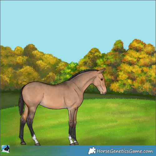 Horse Color:Bay Dun Tobiano 