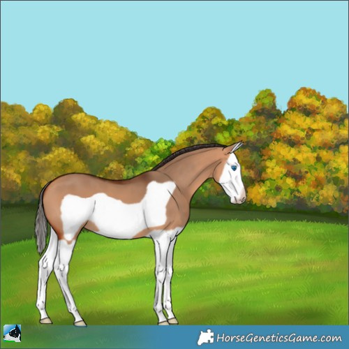 Horse Color:Bay Dun Splash Frame
