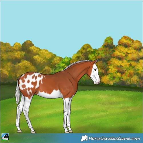 Horse Color:Silver Bay Splash Blanket 
