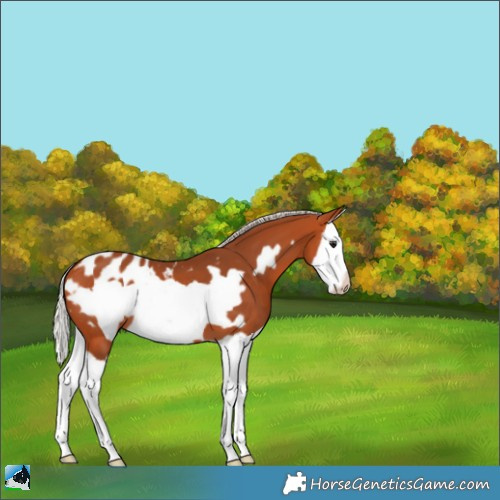Horse Color:Silver Bay Splash Frame Appaloosa