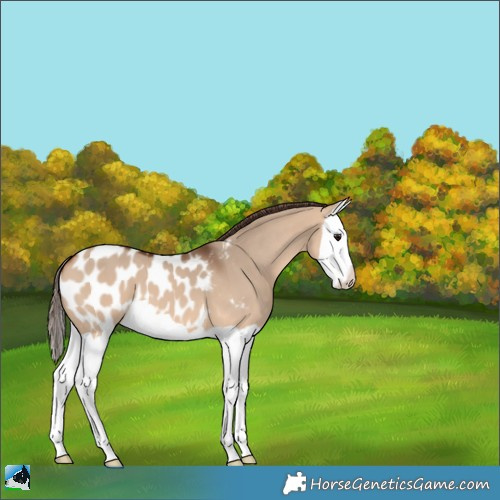 Horse Color:Bay Dun Splash Appaloosa 