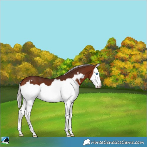 Horse Color:Silver Bay Splash Frame