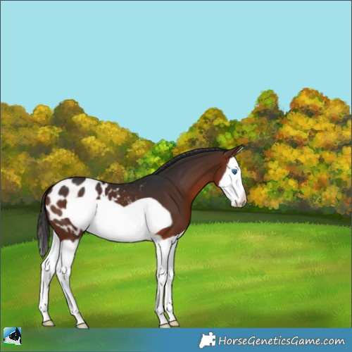 Horse Color:Bay Splash Frame Appaloosa 