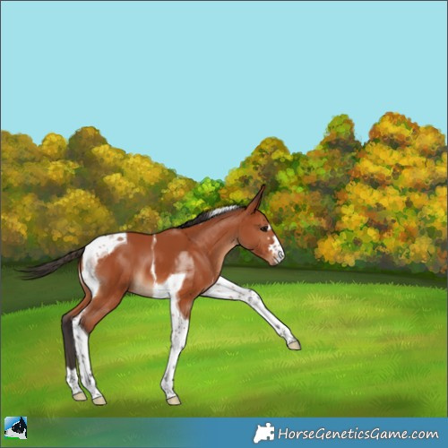 Horse Color:Bay Tobiano 